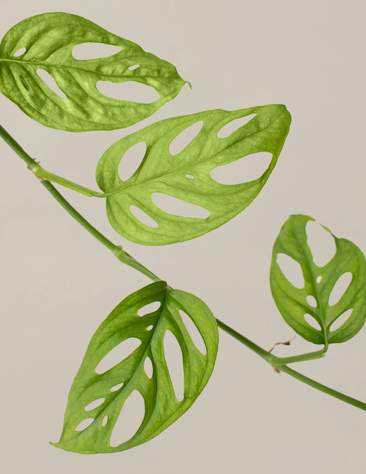 Monstera Adansonii - Image 4