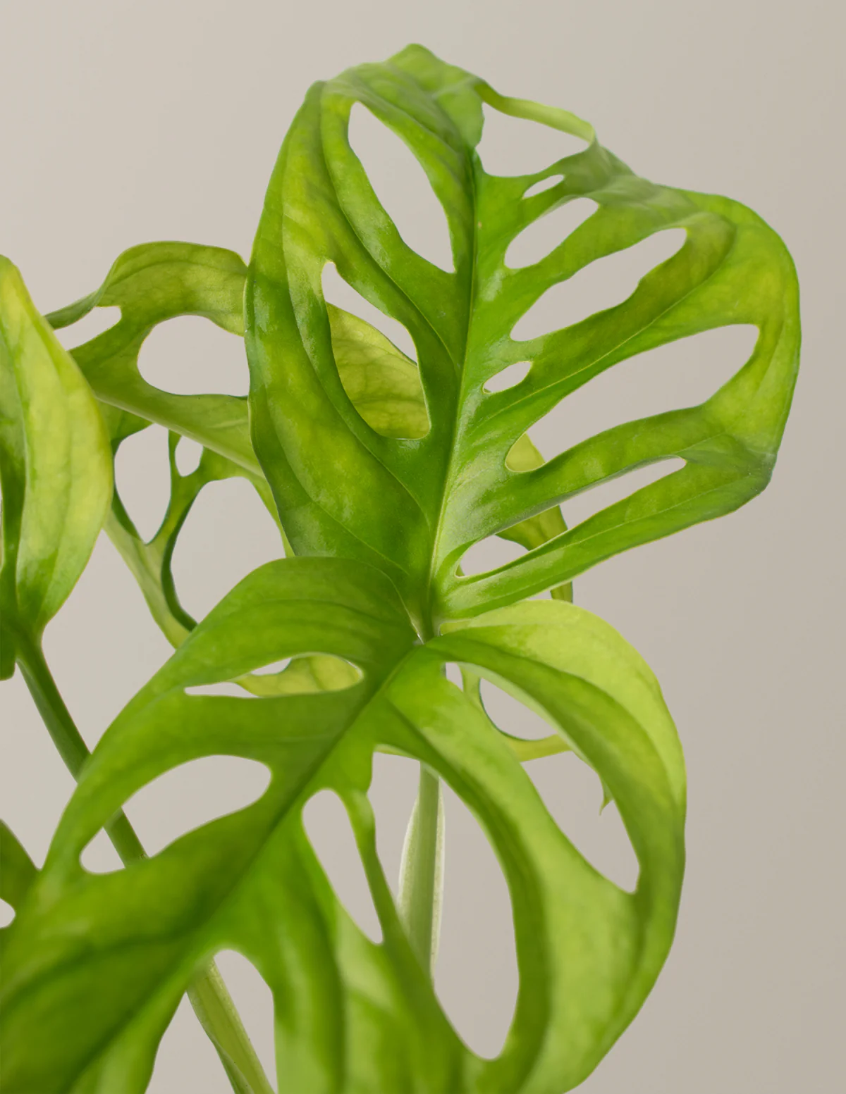 Monstera Adansonii - Image 5