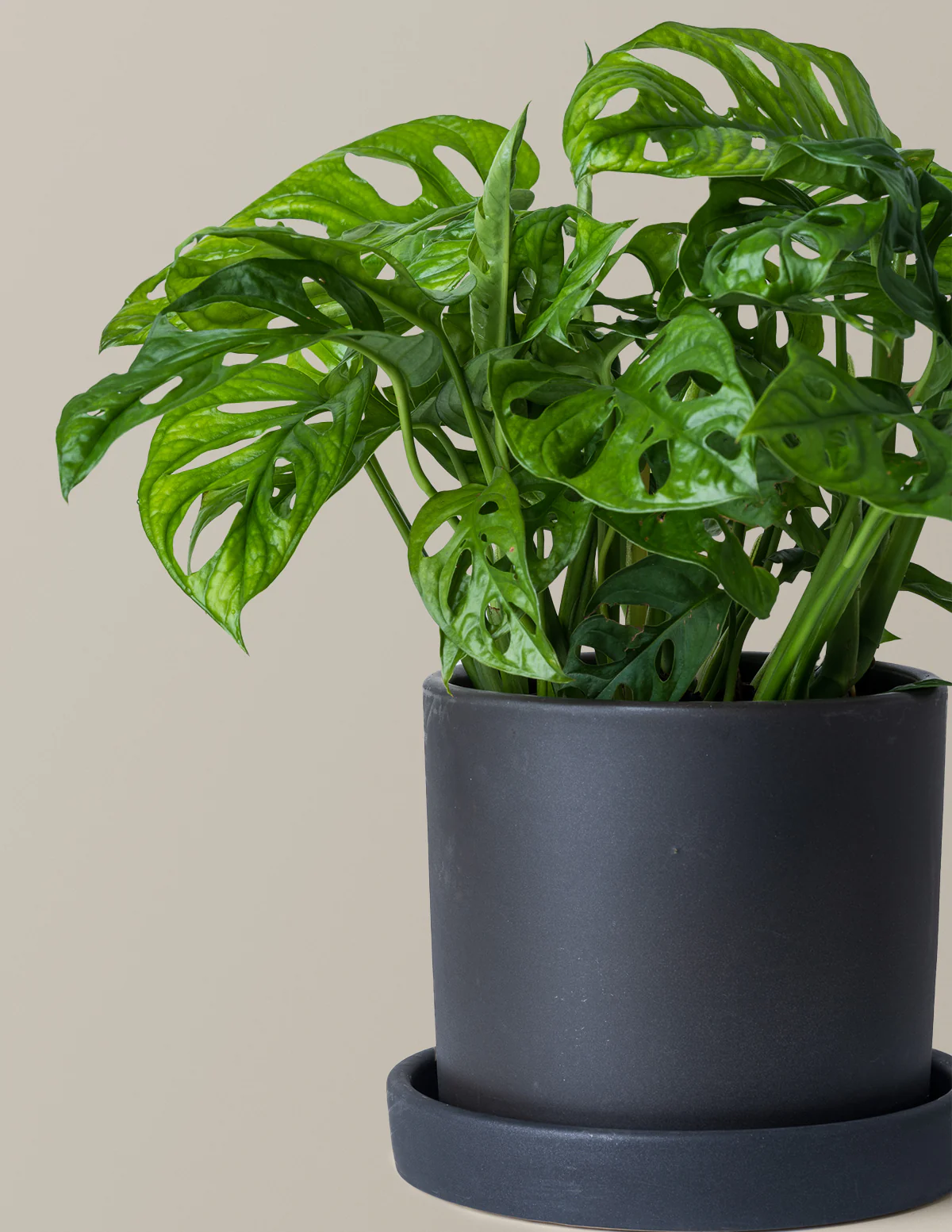 Monstera Adansonii - Image 6