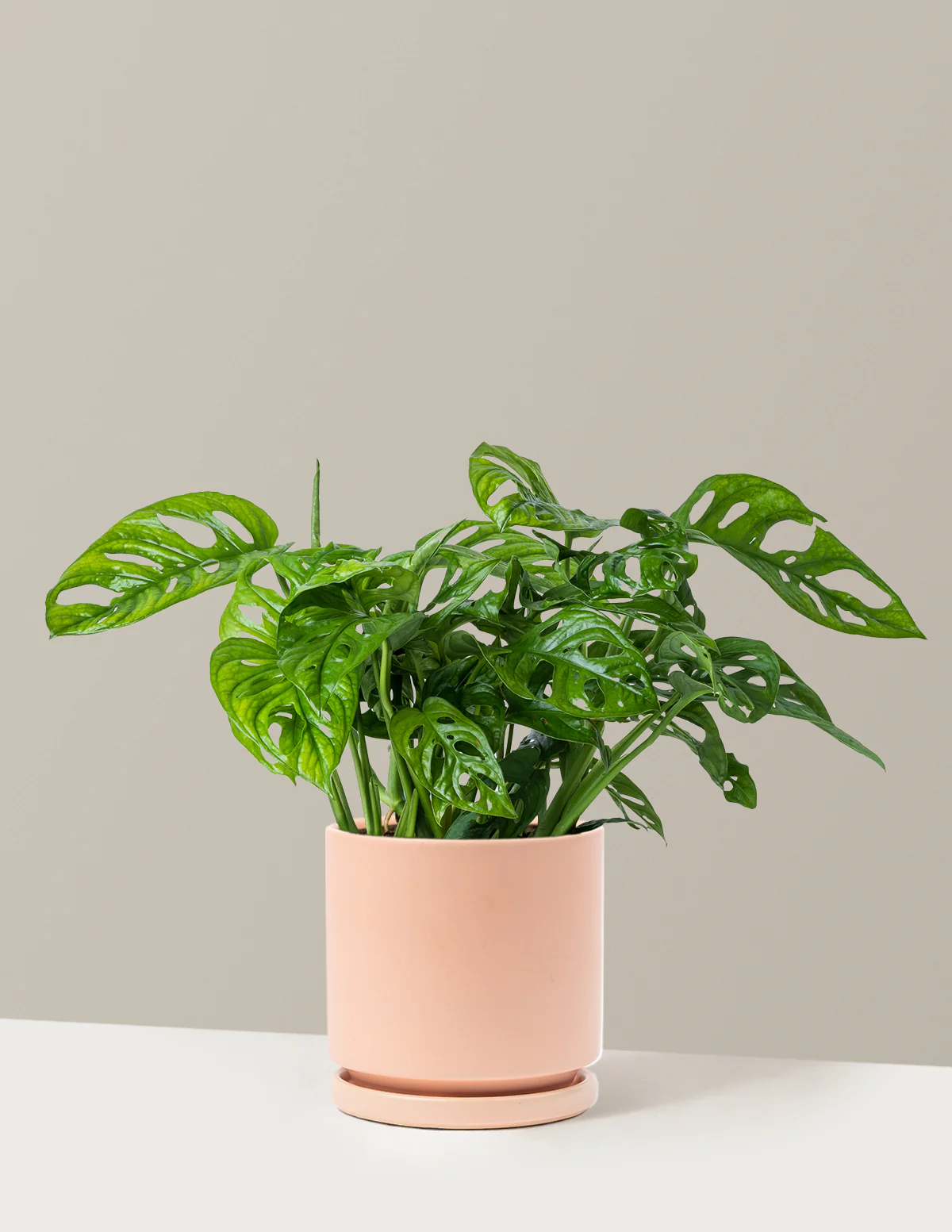Monstera Adansonii - Image 7