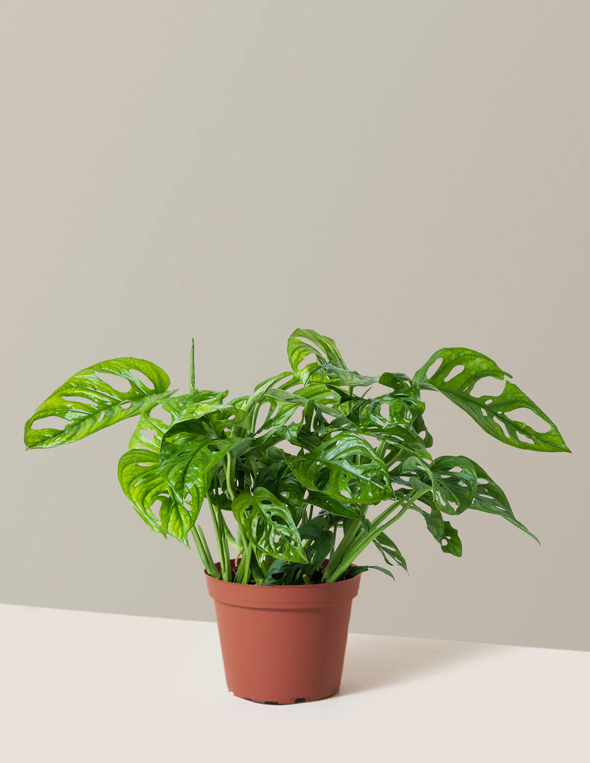 Monstera Adansonii - Image 8