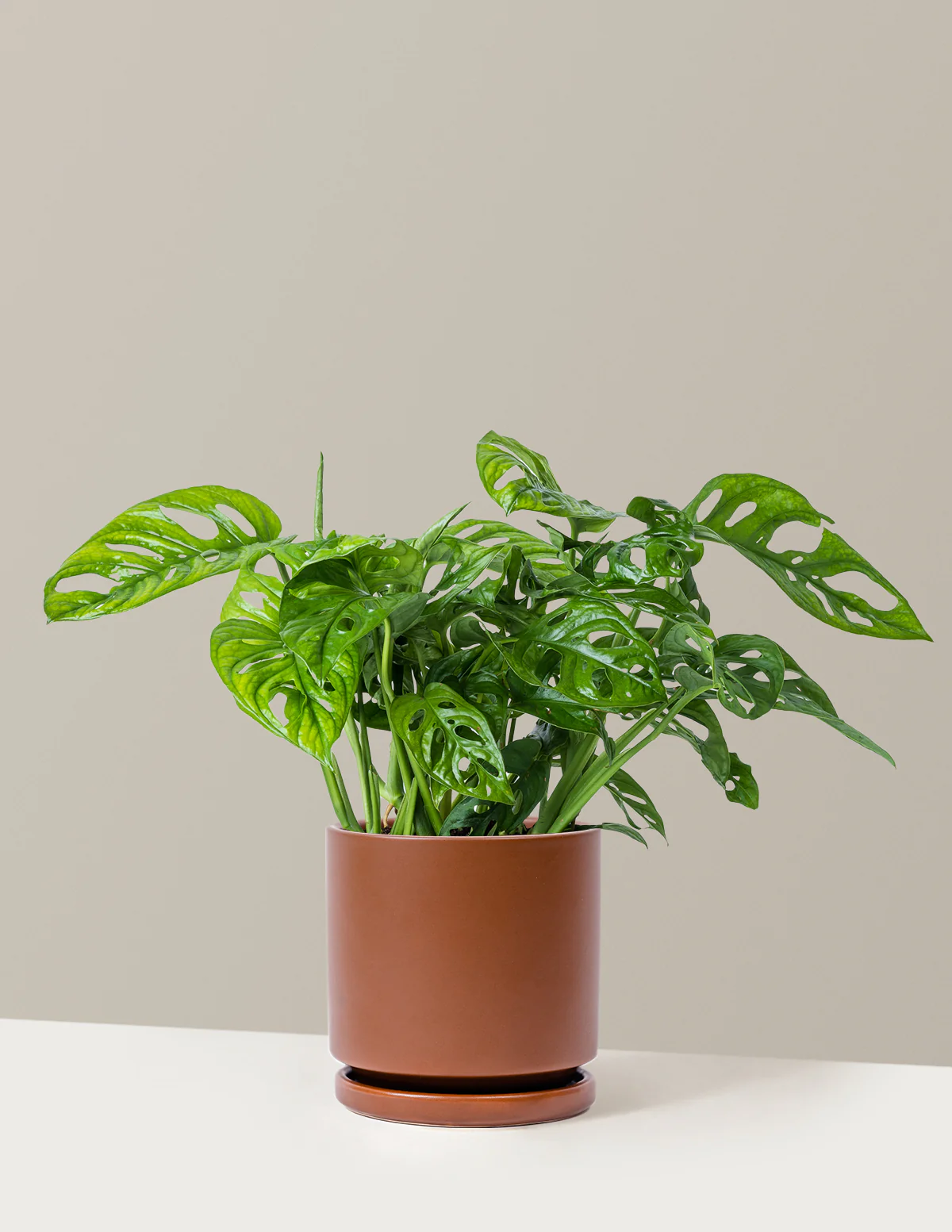 Monstera Adansonii - Image 9