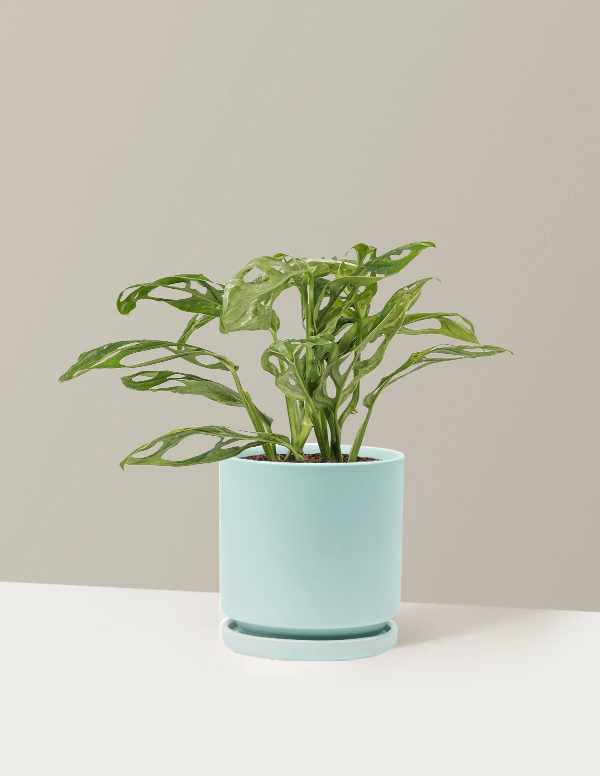 Monstera Adansonii Mint - Image 10