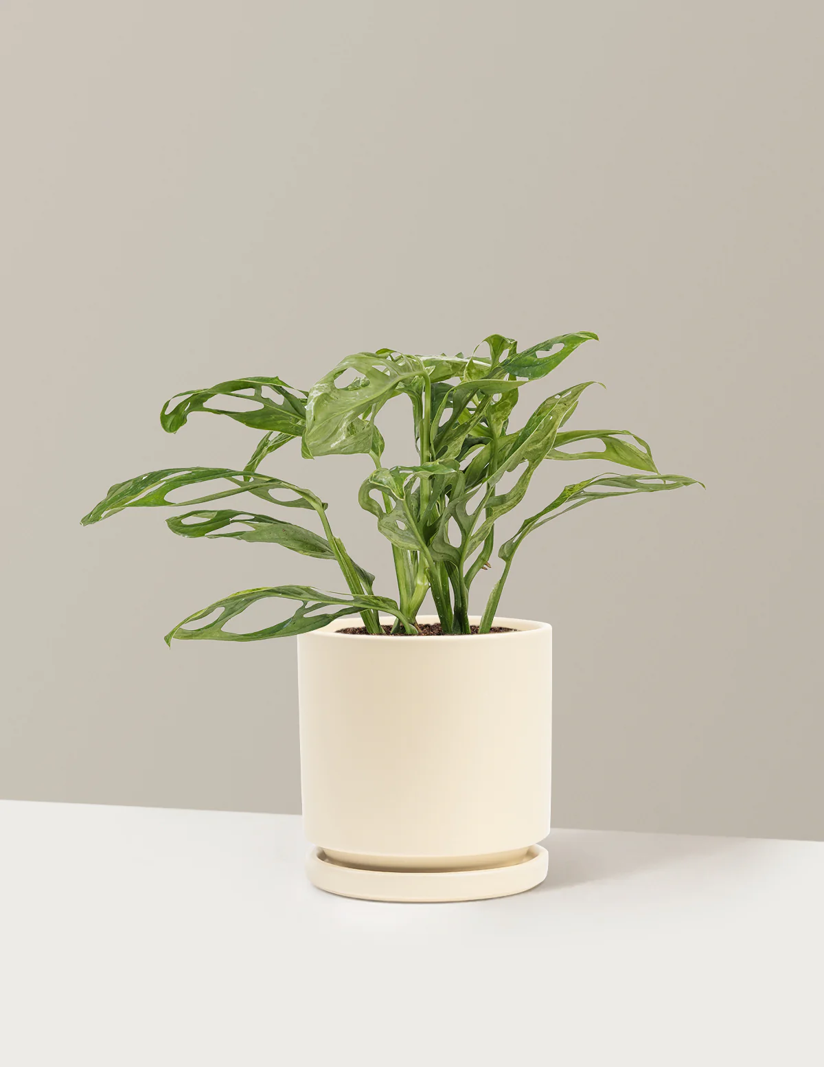 Monstera Adansonii Mint - Image 11