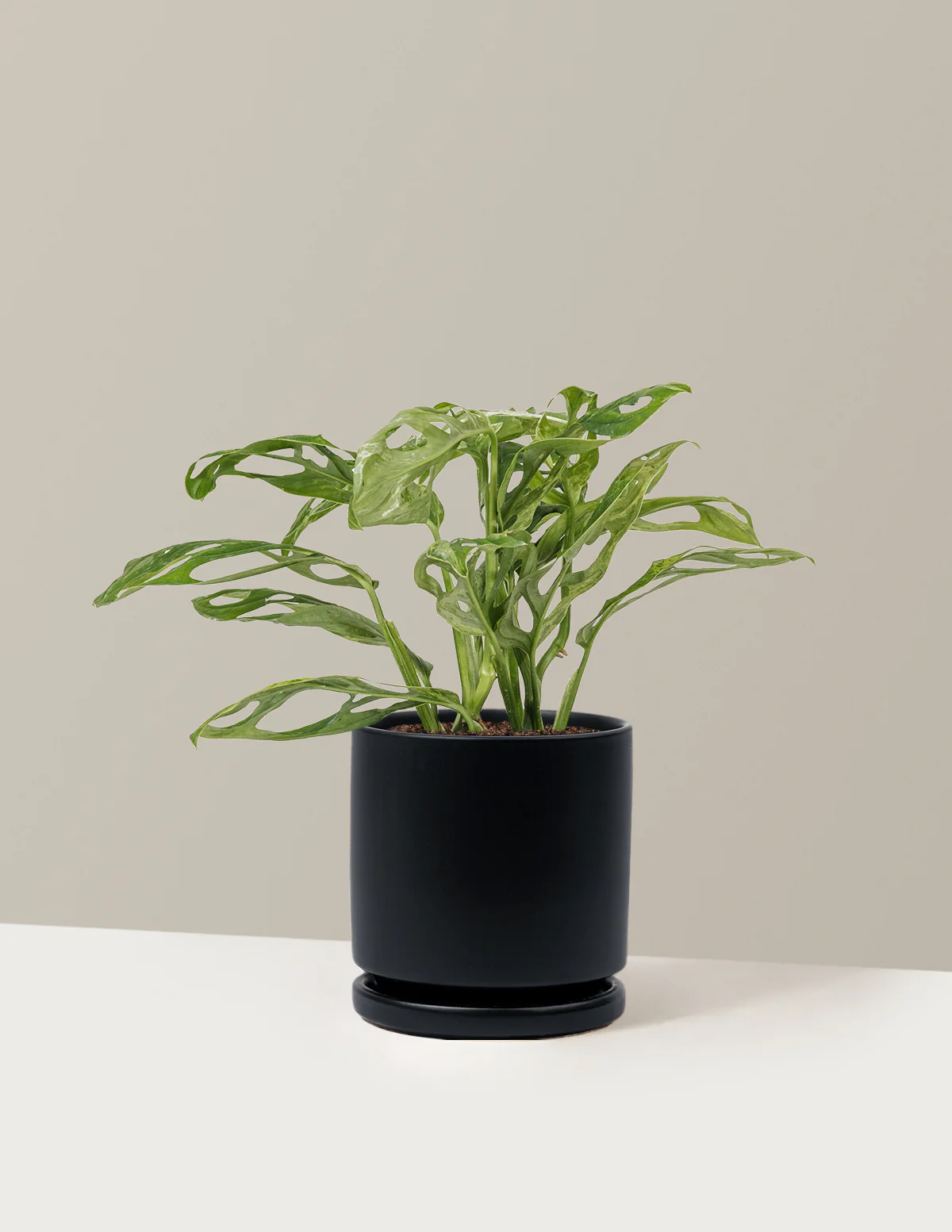 Monstera Adansonii Mint - Image 12