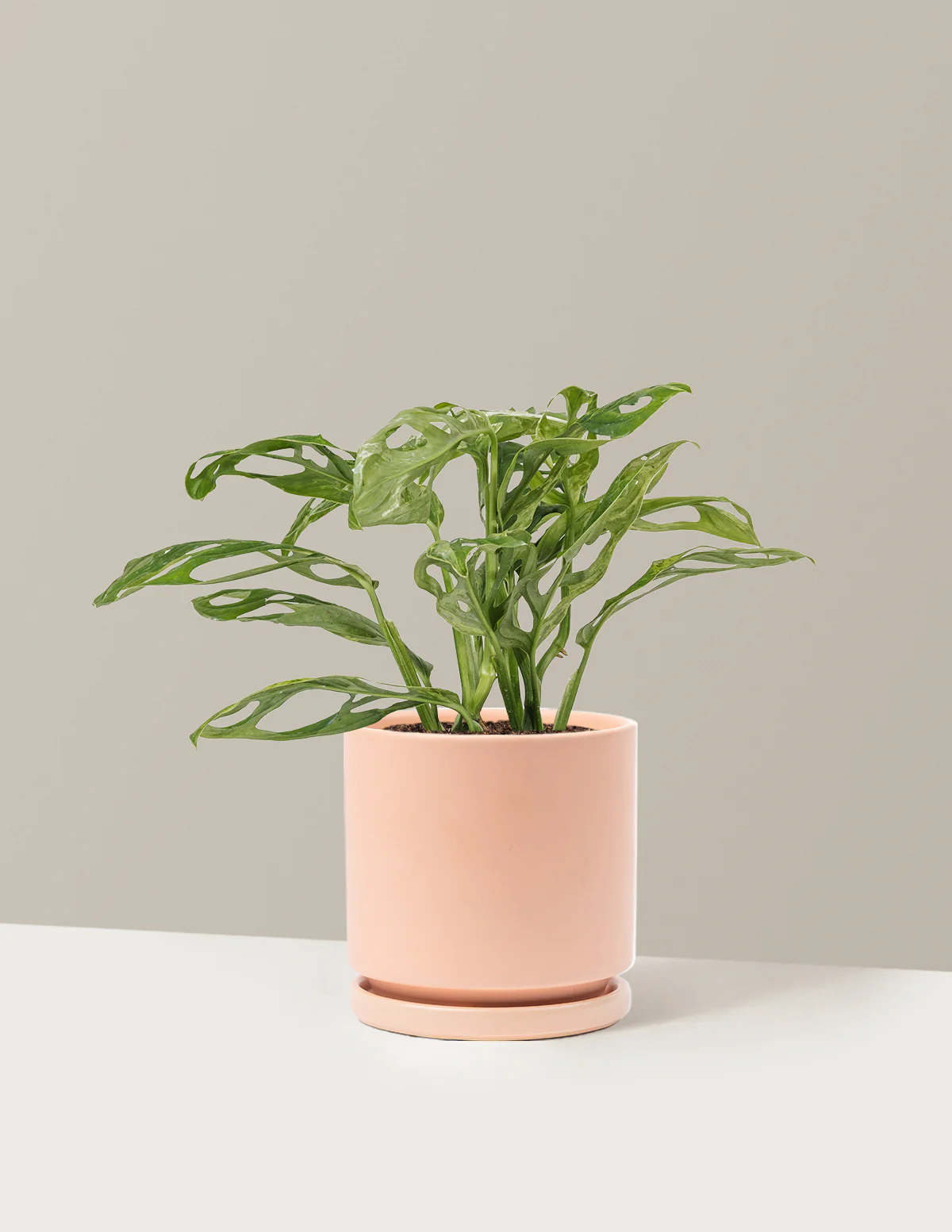 Monstera Adansonii Mint - Image 13
