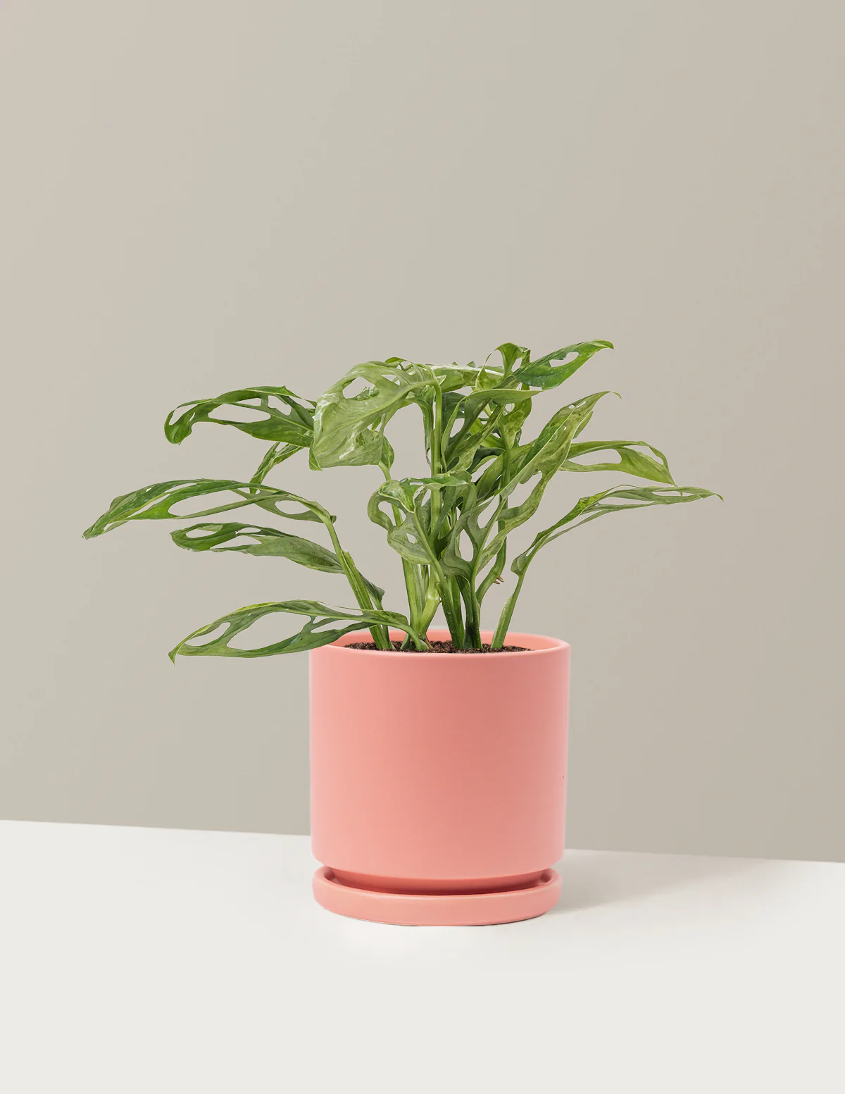 Monstera Adansonii Mint - Image 14