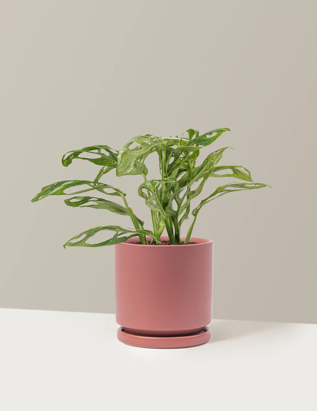 Monstera Adansonii Mint - Image 15