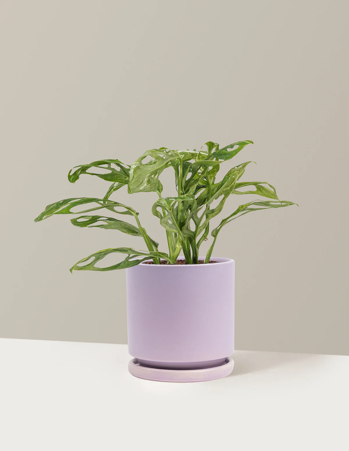 Monstera Adansonii Mint - Image 16