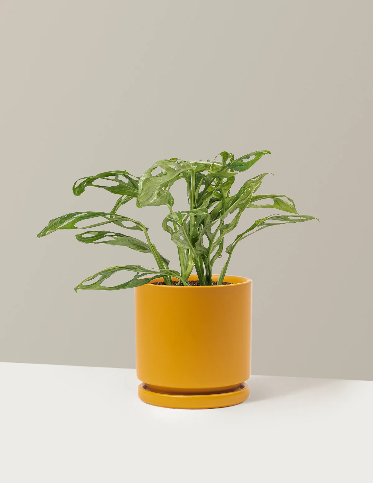 Monstera Adansonii Mint - Image 17