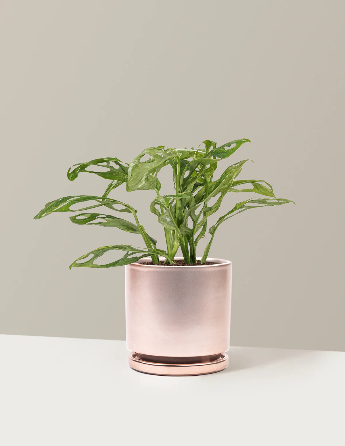 Monstera Adansonii Mint - Image 18