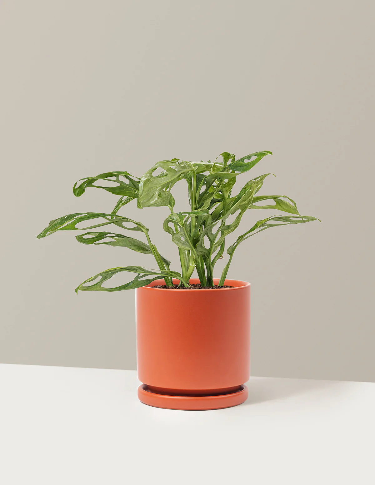 Monstera Adansonii Mint - Image 19