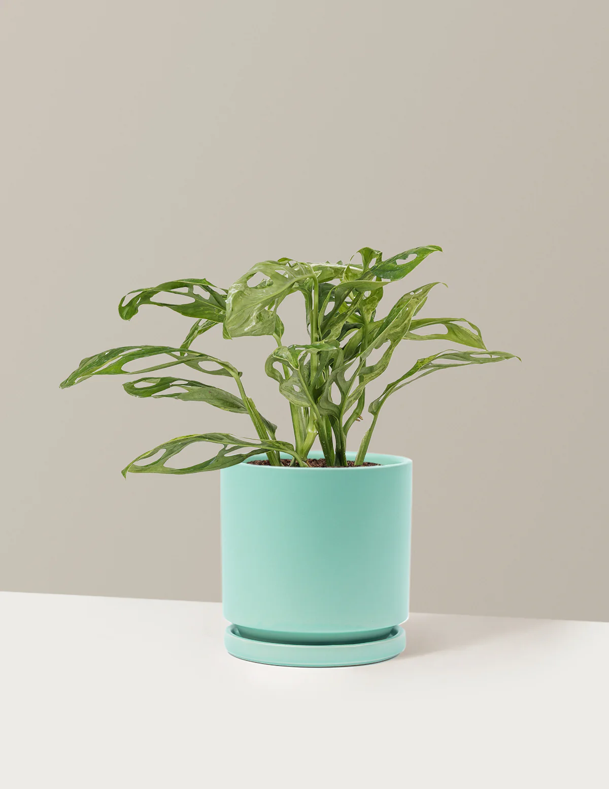 Monstera Adansonii Mint - Image 20