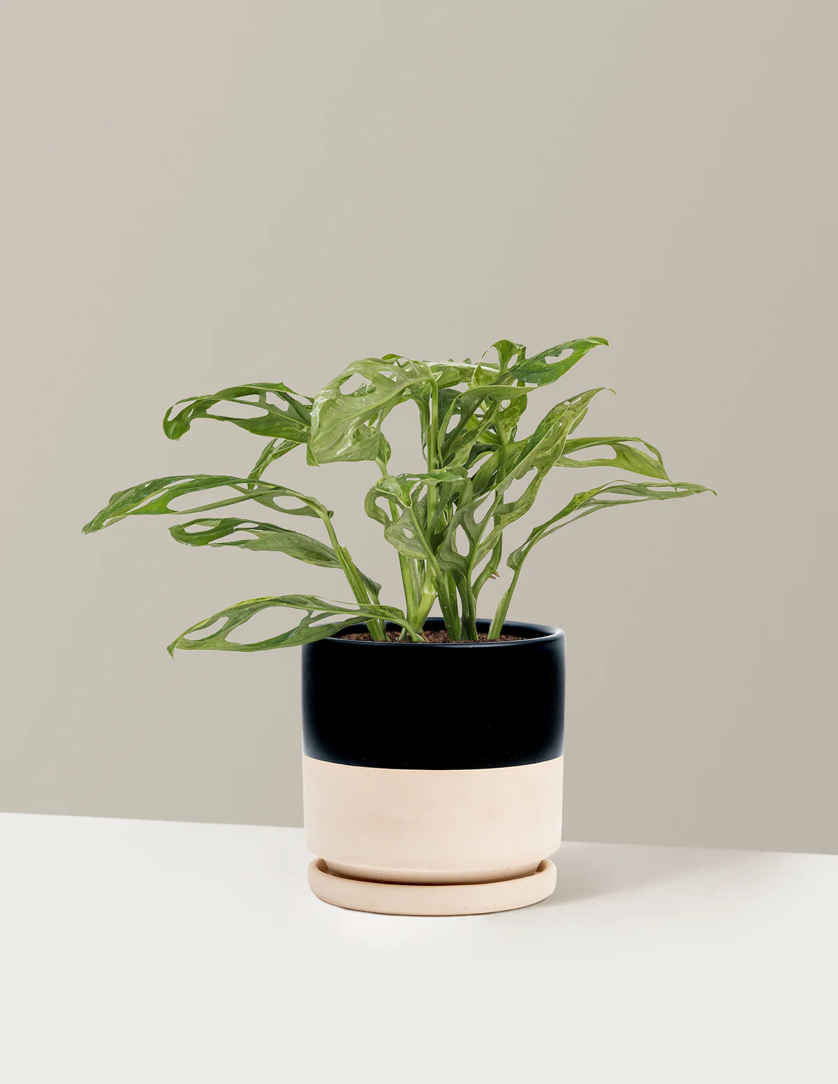 Monstera Adansonii Mint - Image 21