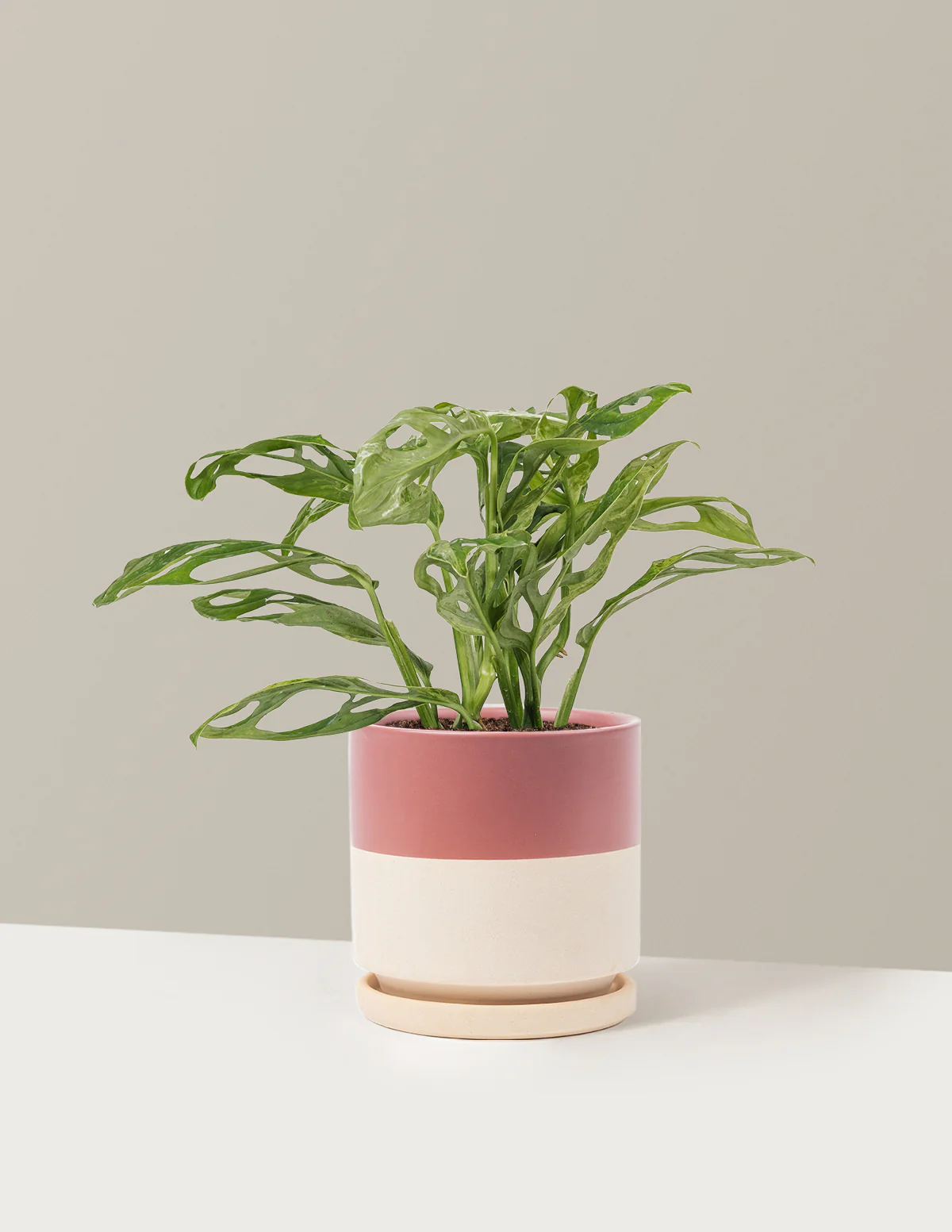 Monstera Adansonii Mint - Image 22