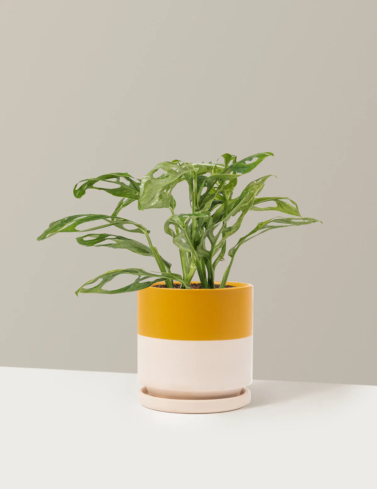 Monstera Adansonii Mint - Image 23