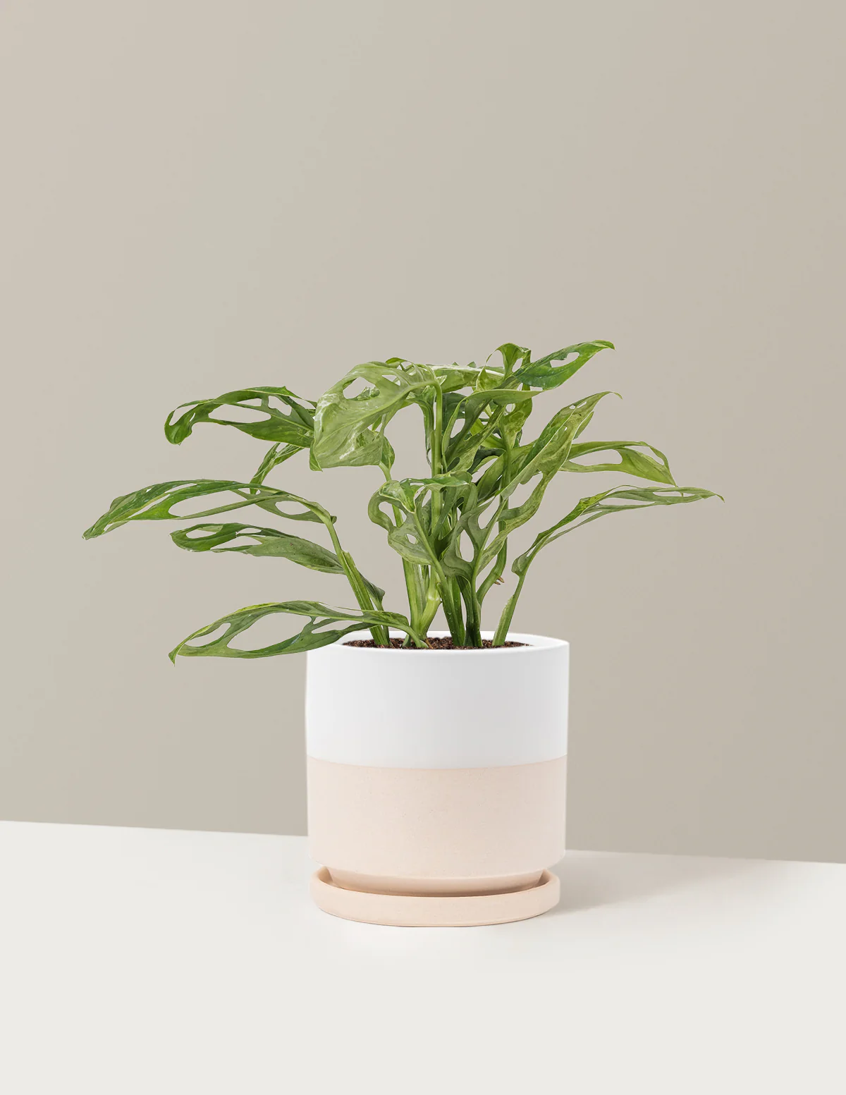 Monstera Adansonii Mint - Image 24