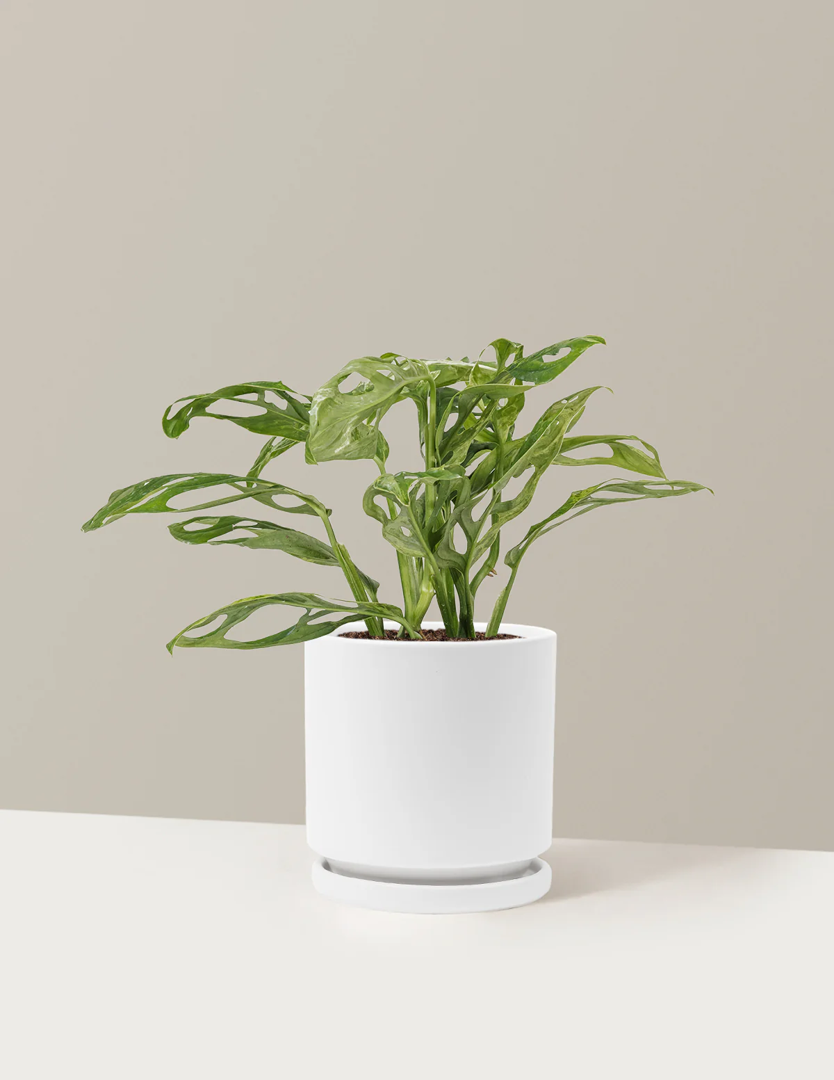 Monstera Adansonii Mint - Image 25