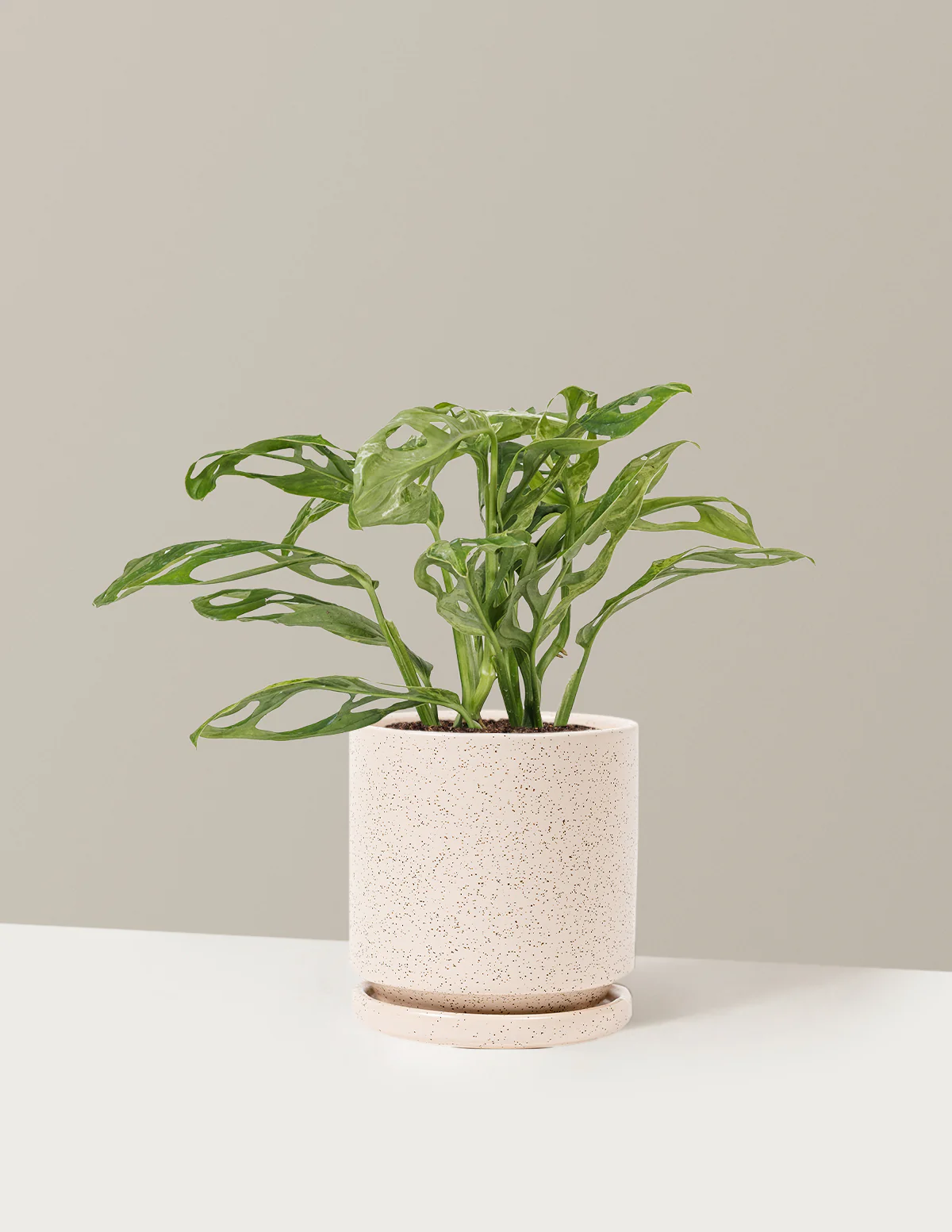 Monstera Adansonii Mint - Image 26
