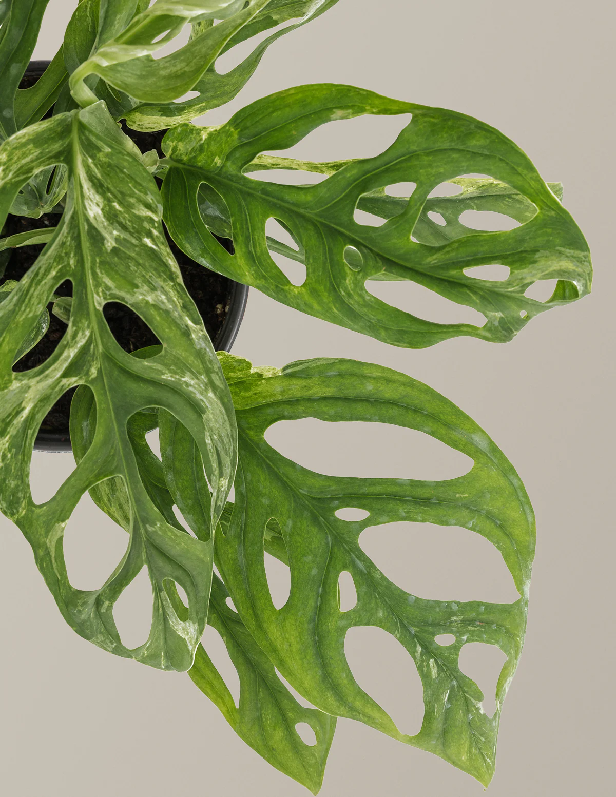 Monstera Adansonii Mint - Image 3