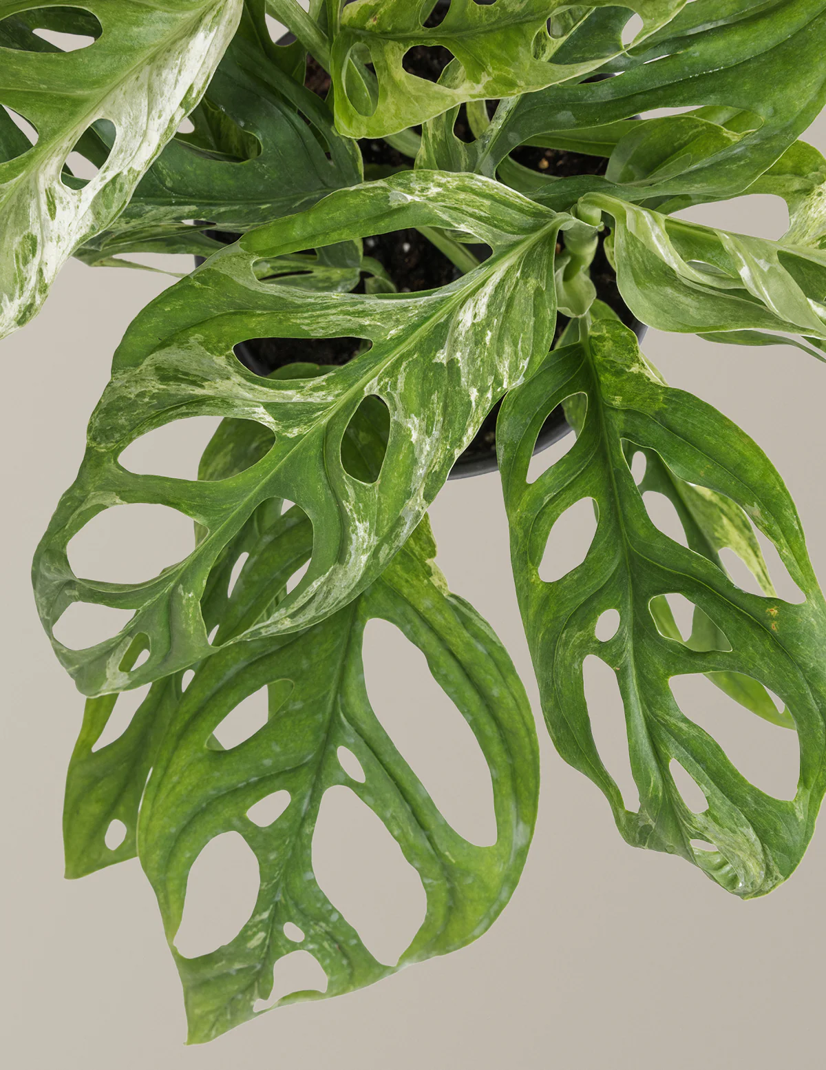 Monstera Adansonii Mint - Image 4