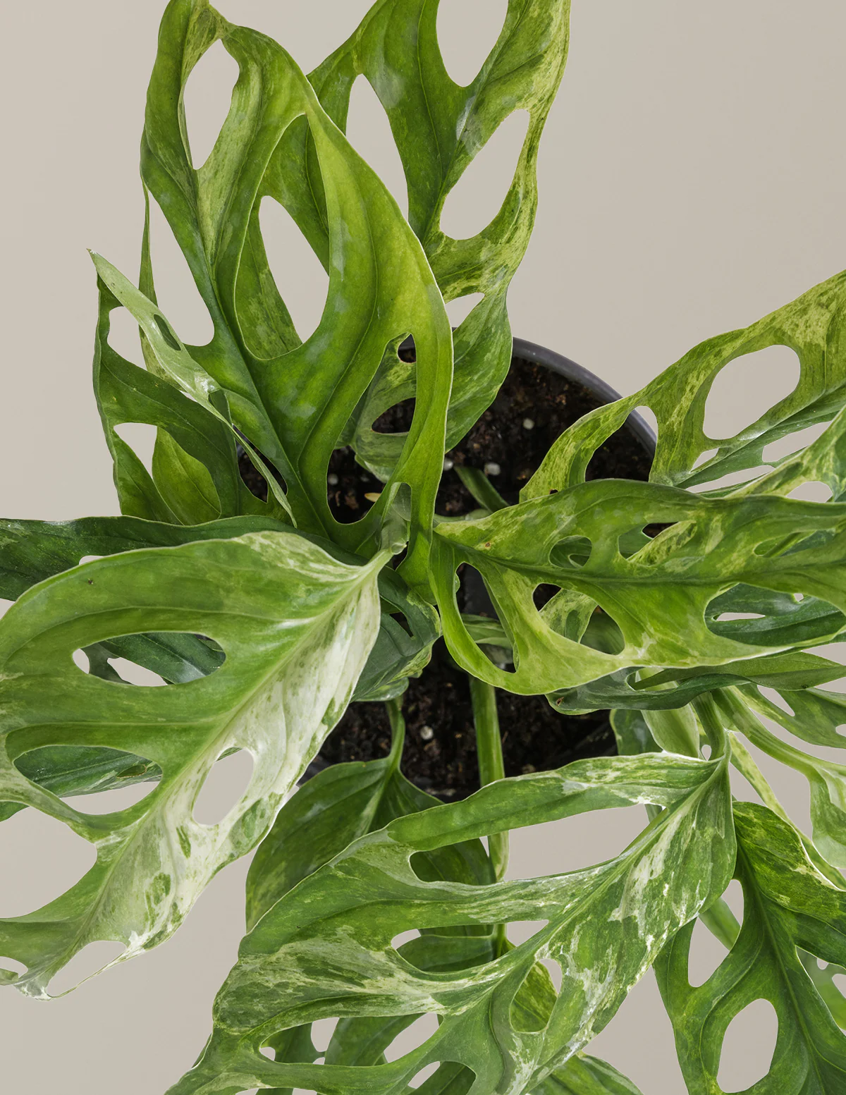 Monstera Adansonii Mint - Image 5