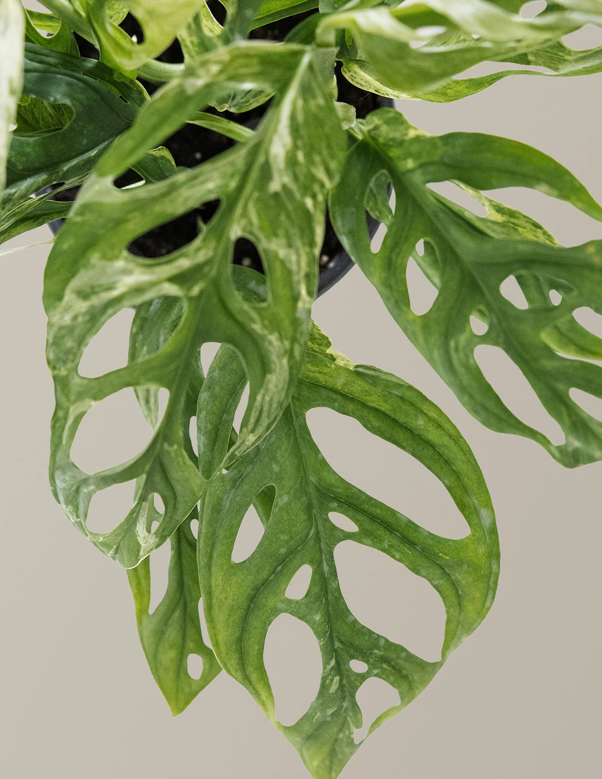 Monstera Adansonii Mint - Image 6