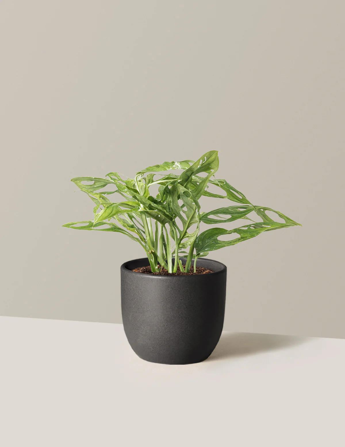 Monstera Adansonii Mint - Image 7