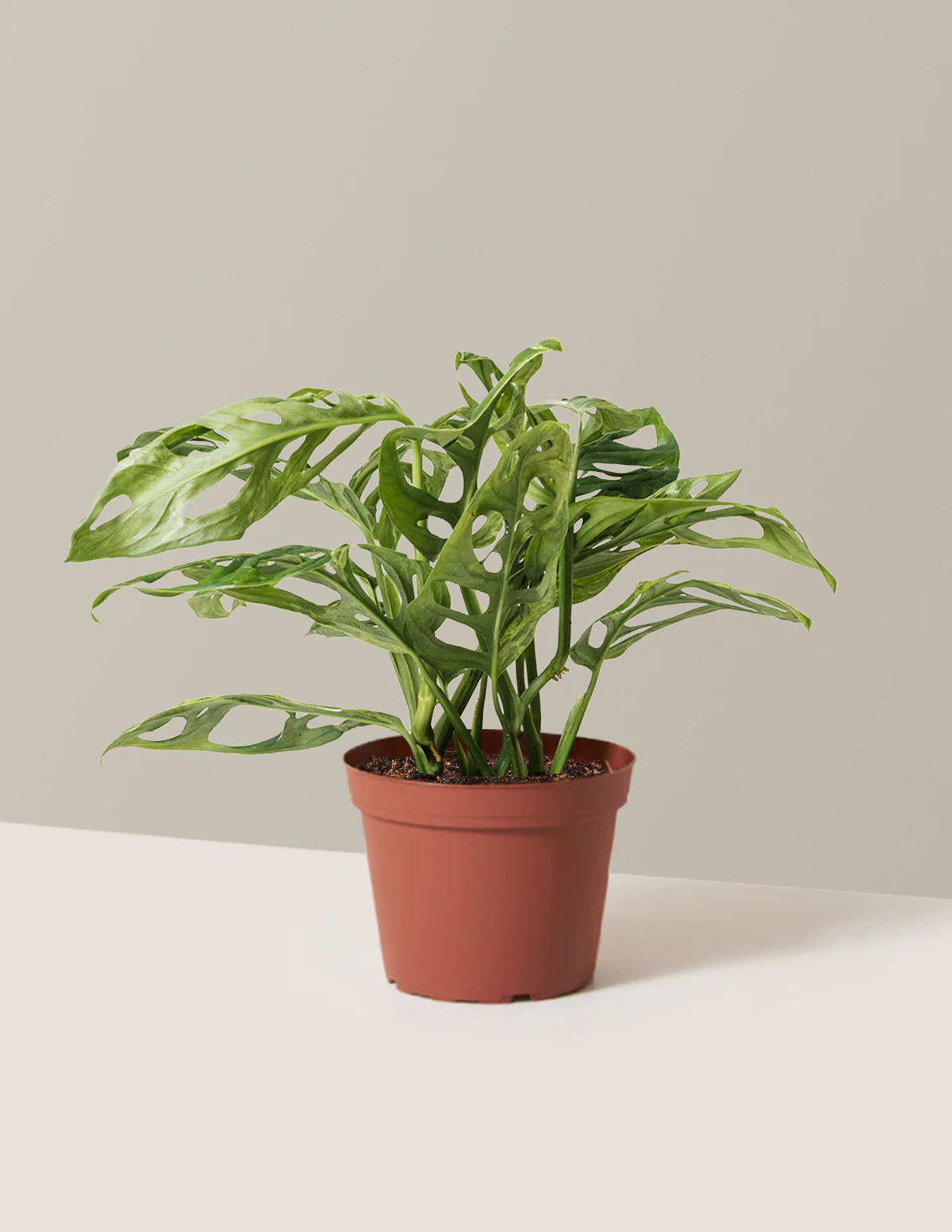 Monstera Adansonii Mint - Image 8