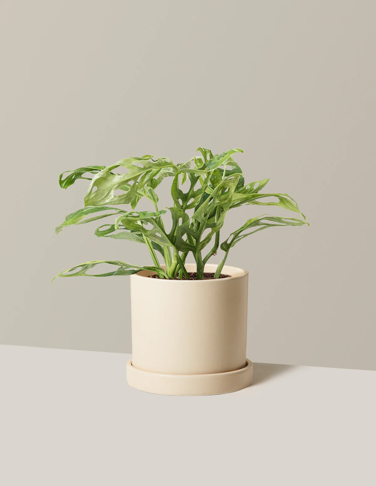 Monstera Adansonii Mint - Image 9