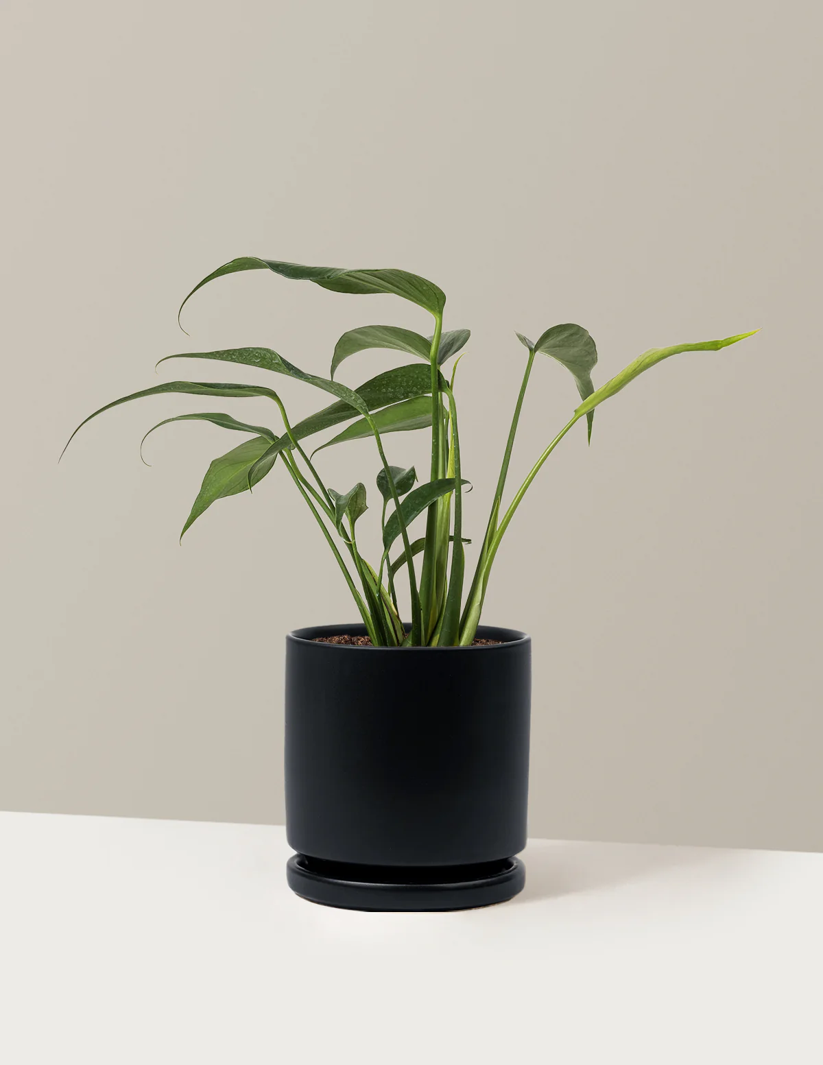 Monstera Burle Marx Flame - Image 10