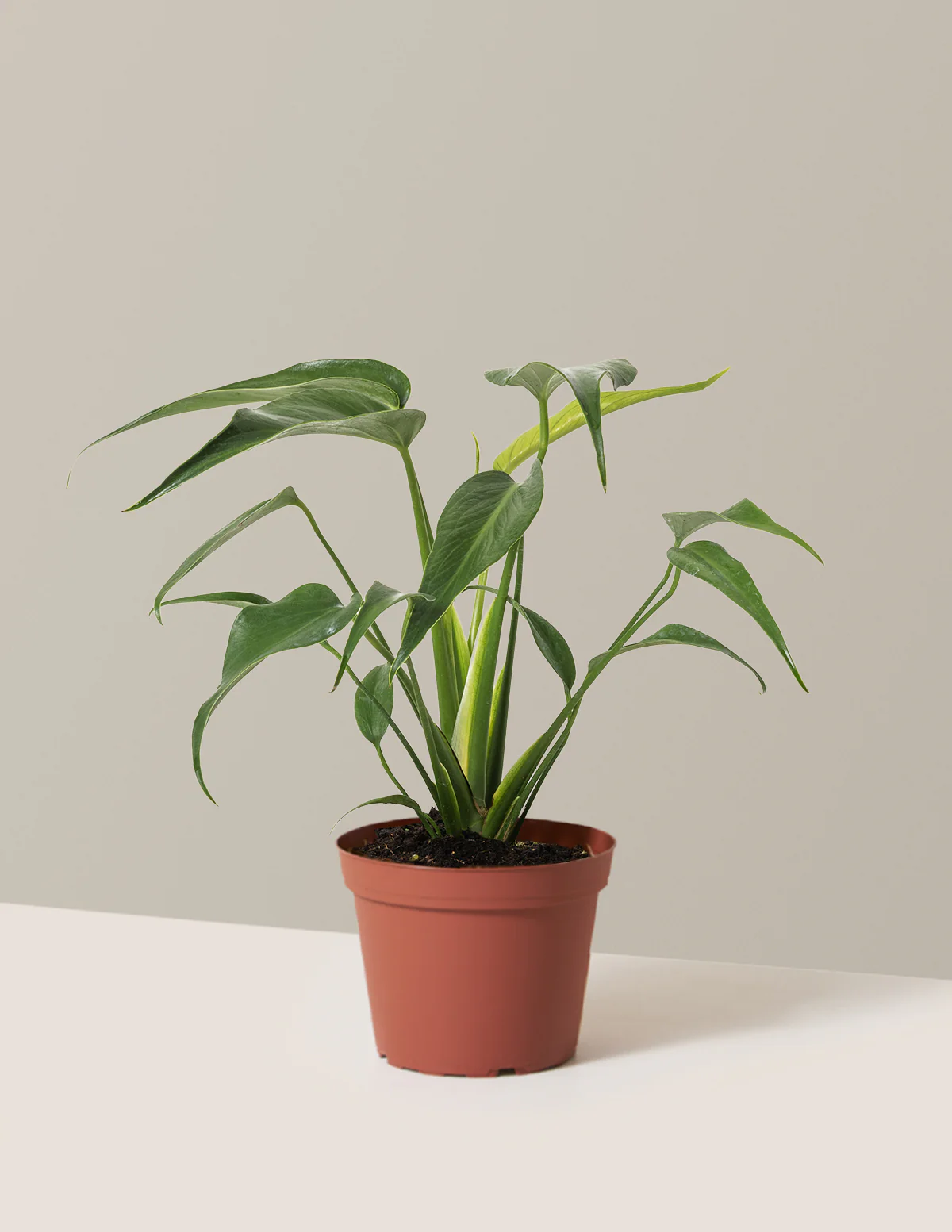 Monstera Burle Marx Flame - Image 11