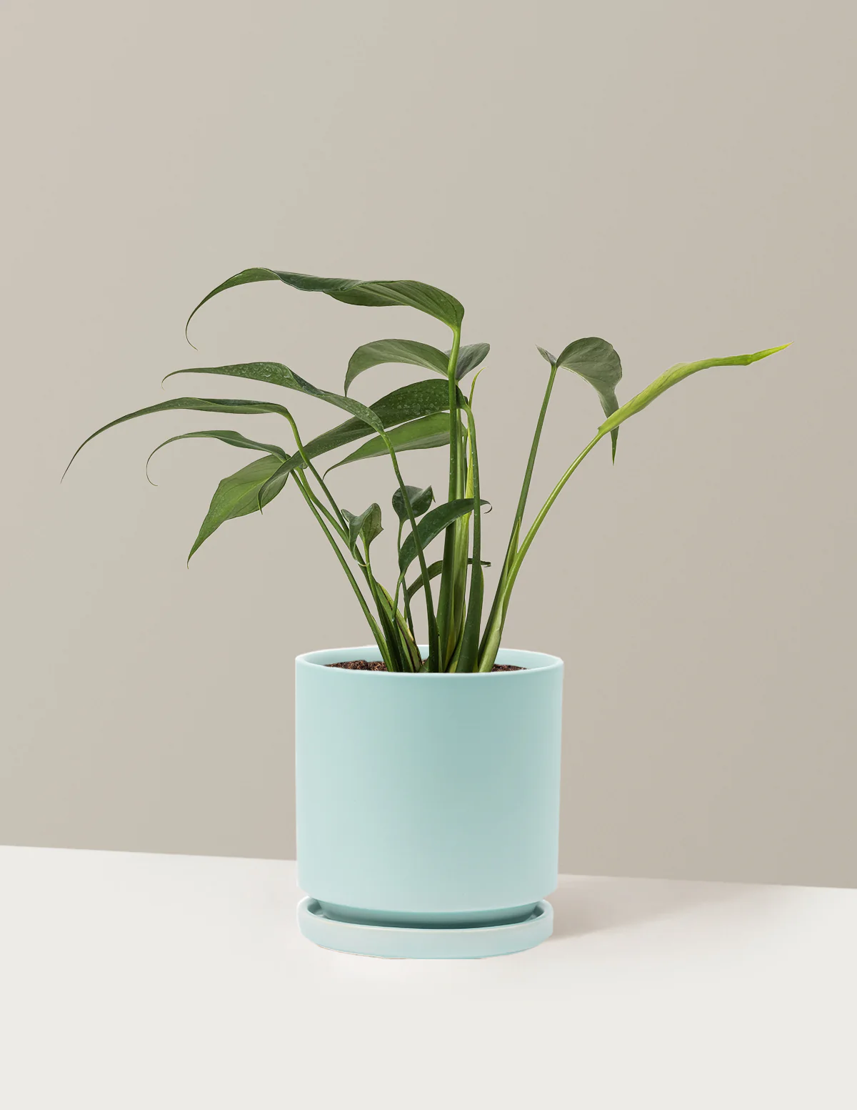 Monstera Burle Marx Flame - Image 12