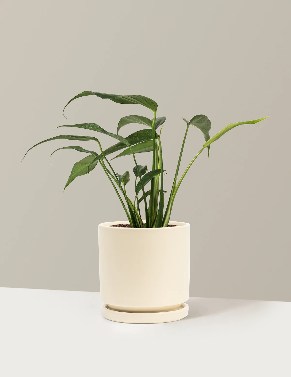 Monstera Burle Marx Flame - Image 13