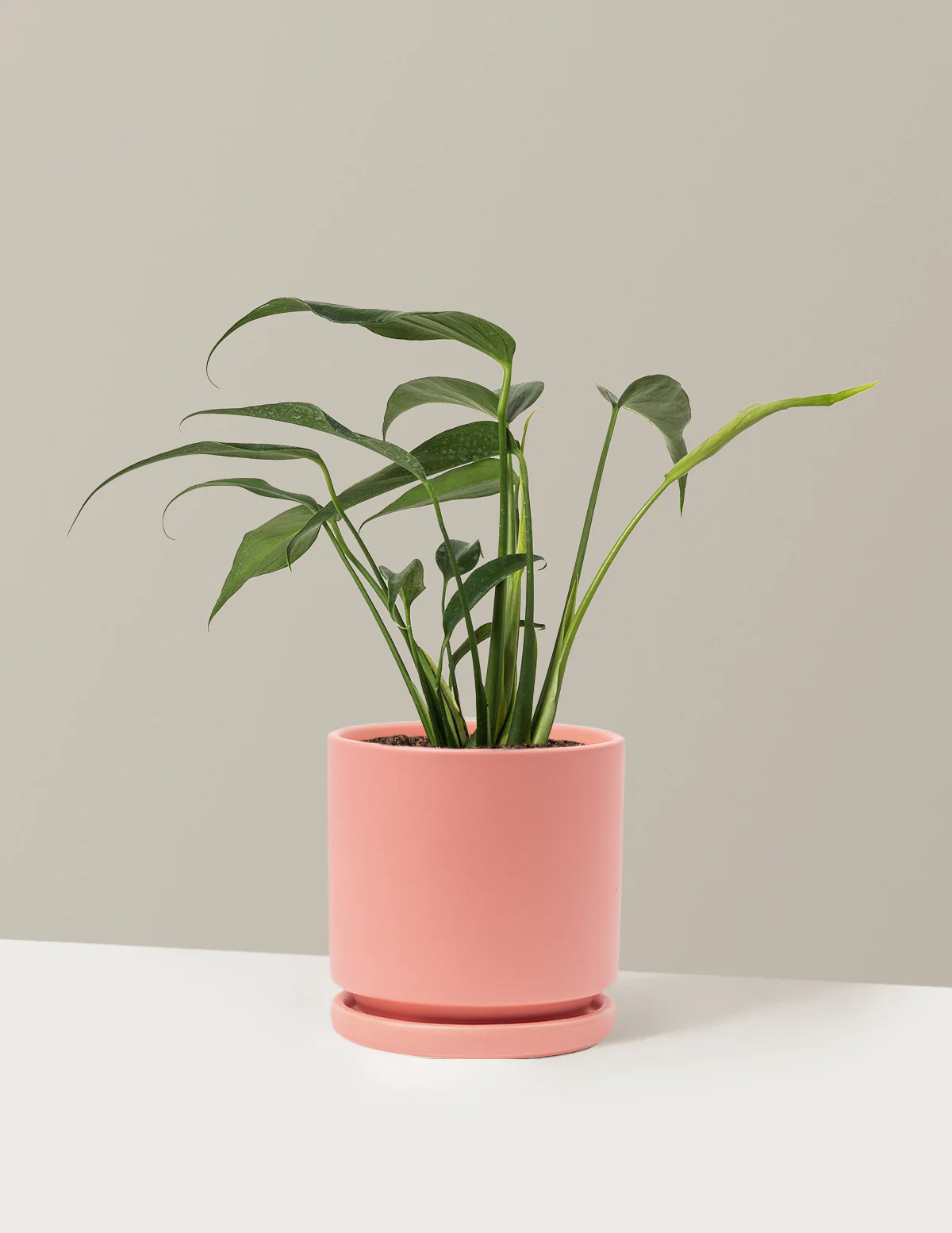 Monstera Burle Marx Flame - Image 14