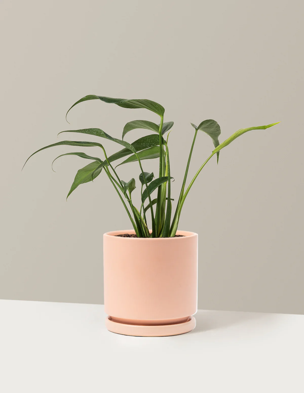 Monstera Burle Marx Flame - Image 15