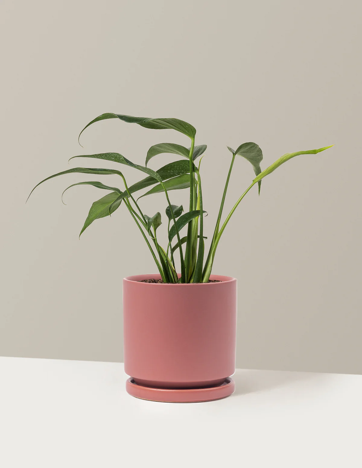 Monstera Burle Marx Flame - Image 16