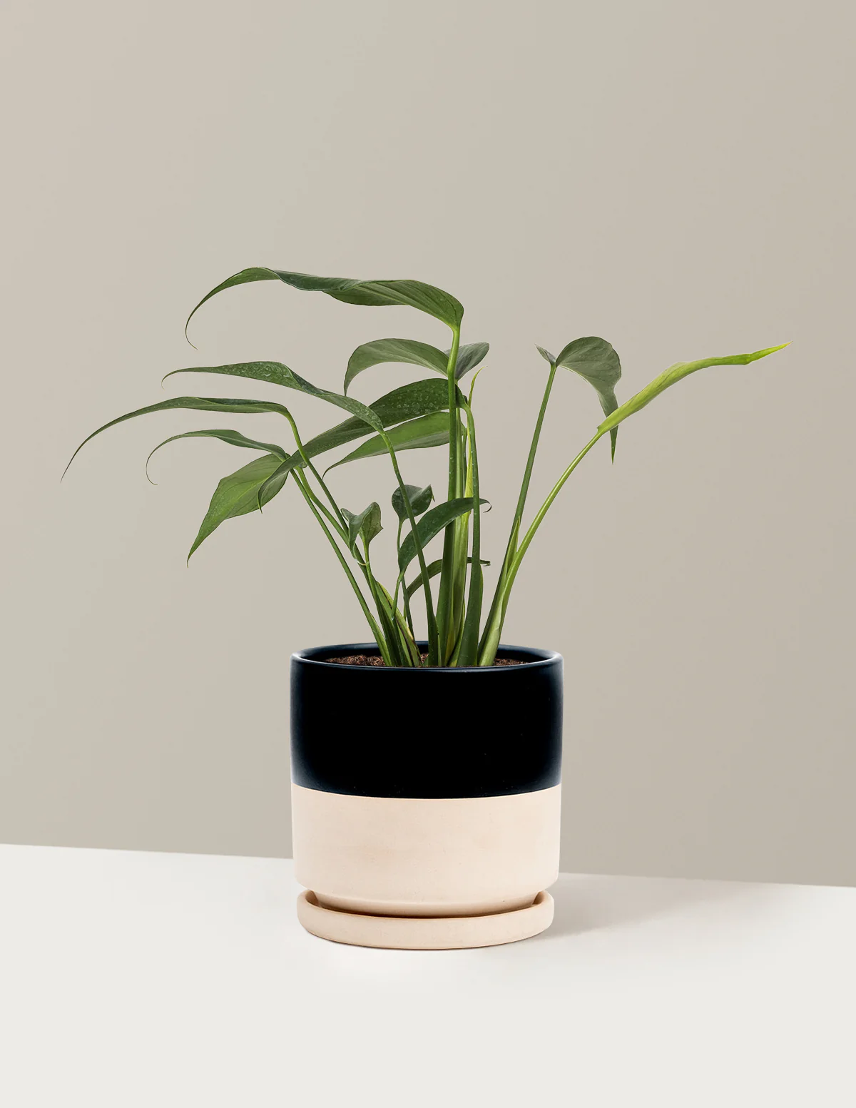 Monstera Burle Marx Flame - Image 17
