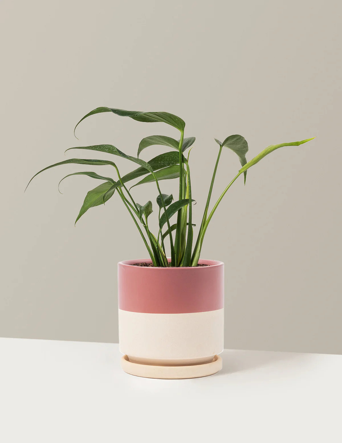 Monstera Burle Marx Flame - Image 18