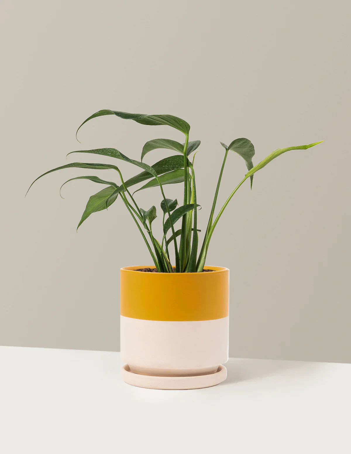 Monstera Burle Marx Flame - Image 19