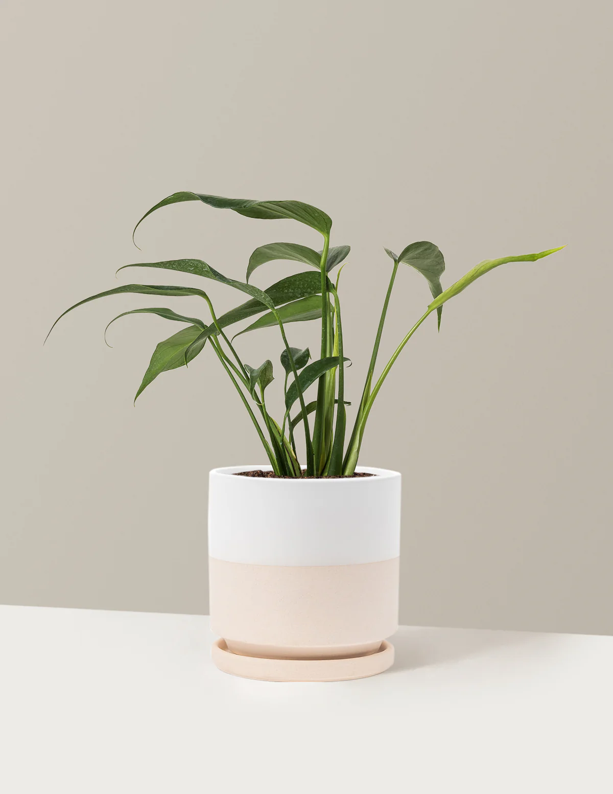 Monstera Burle Marx Flame - Image 20
