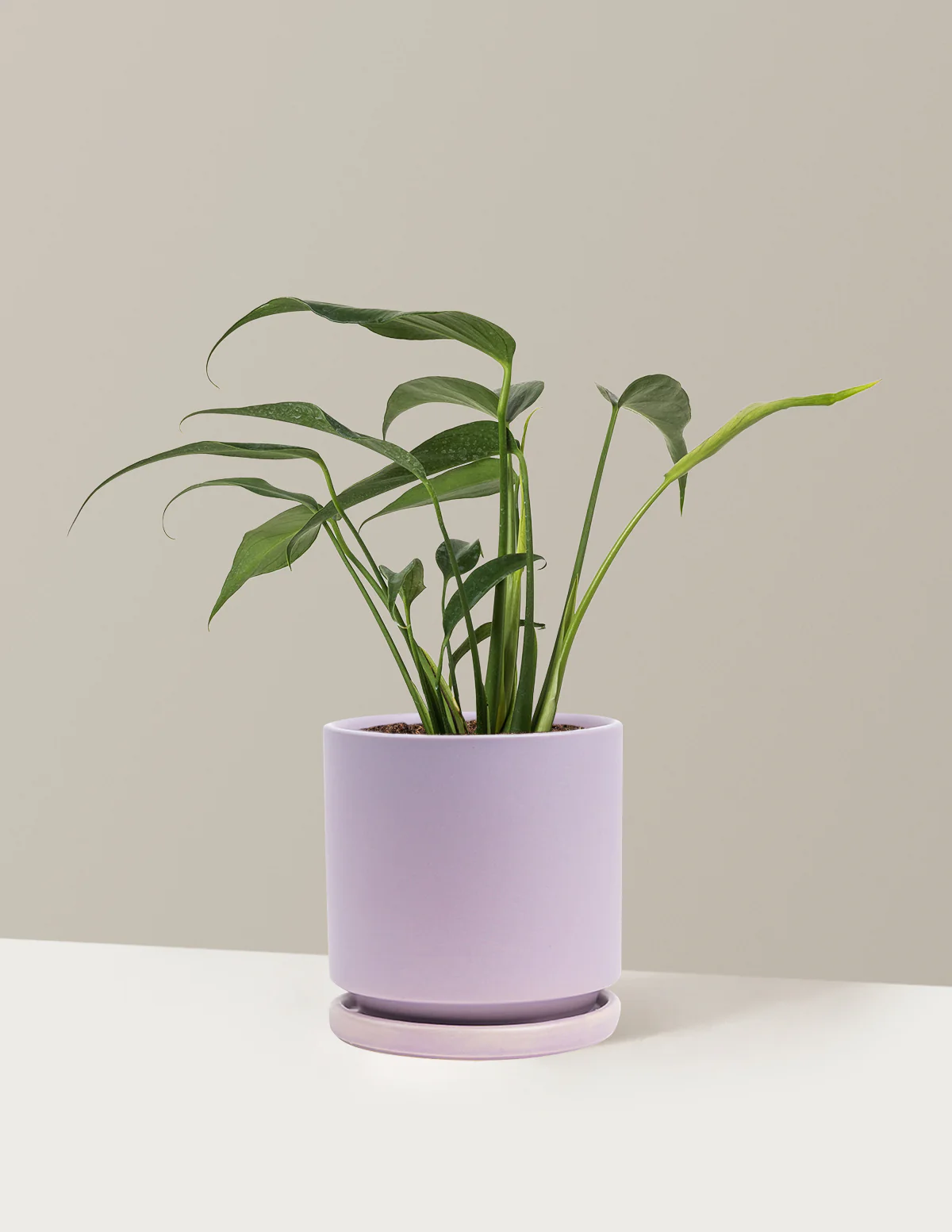 Monstera Burle Marx Flame - Image 21