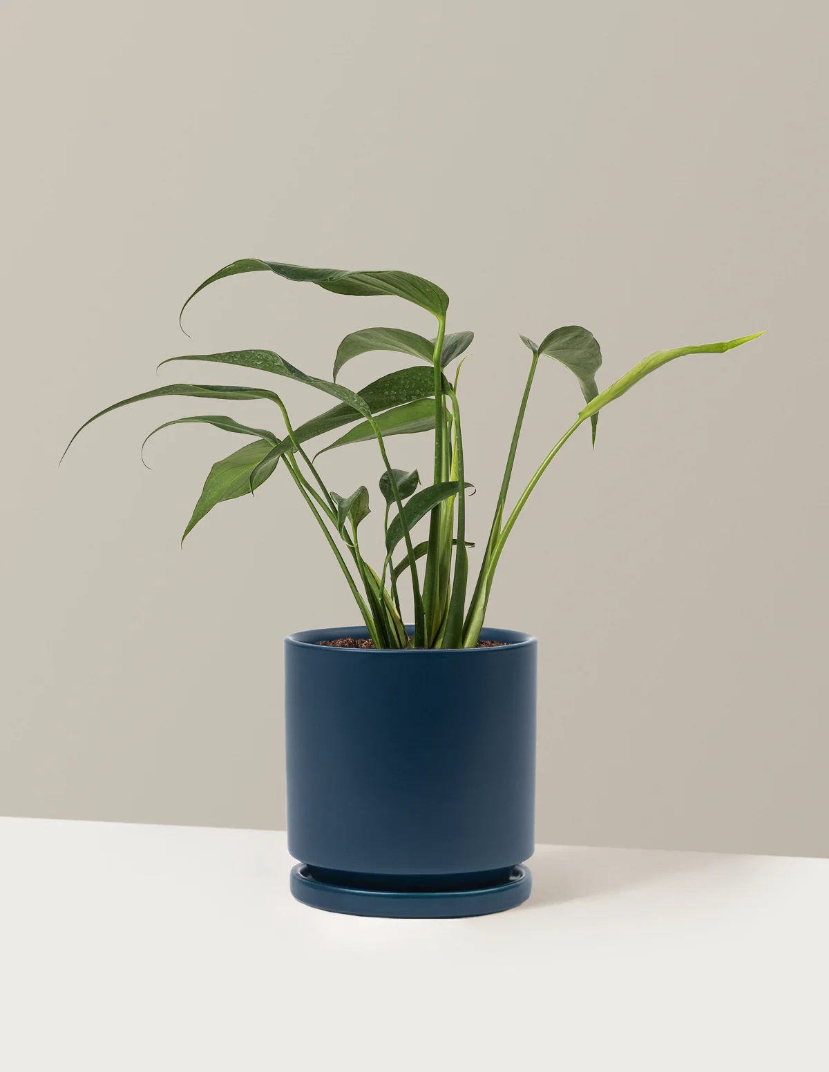 Monstera Burle Marx Flame - Image 22