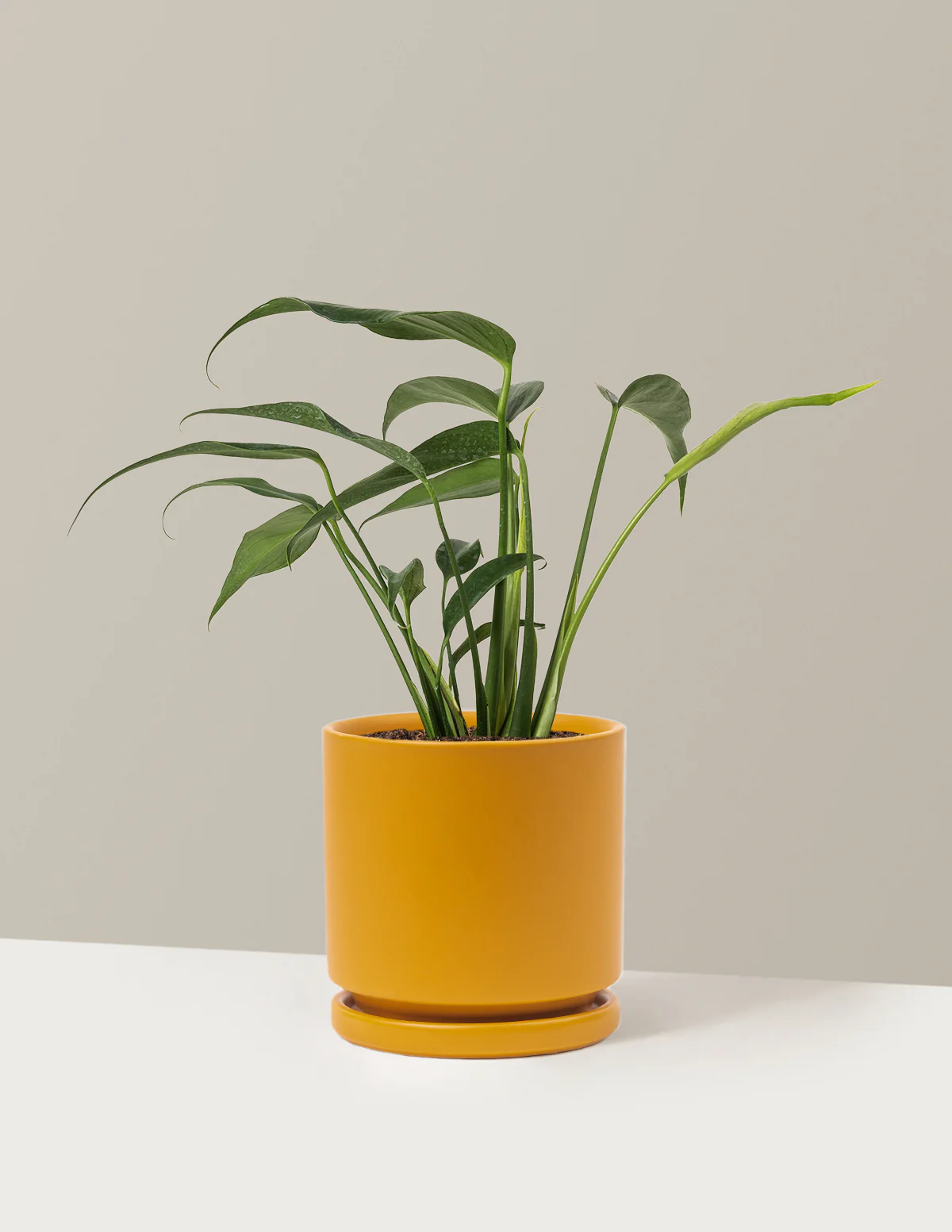 Monstera Burle Marx Flame - Image 23