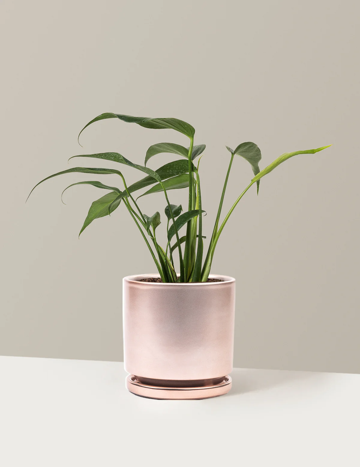 Monstera Burle Marx Flame - Image 24