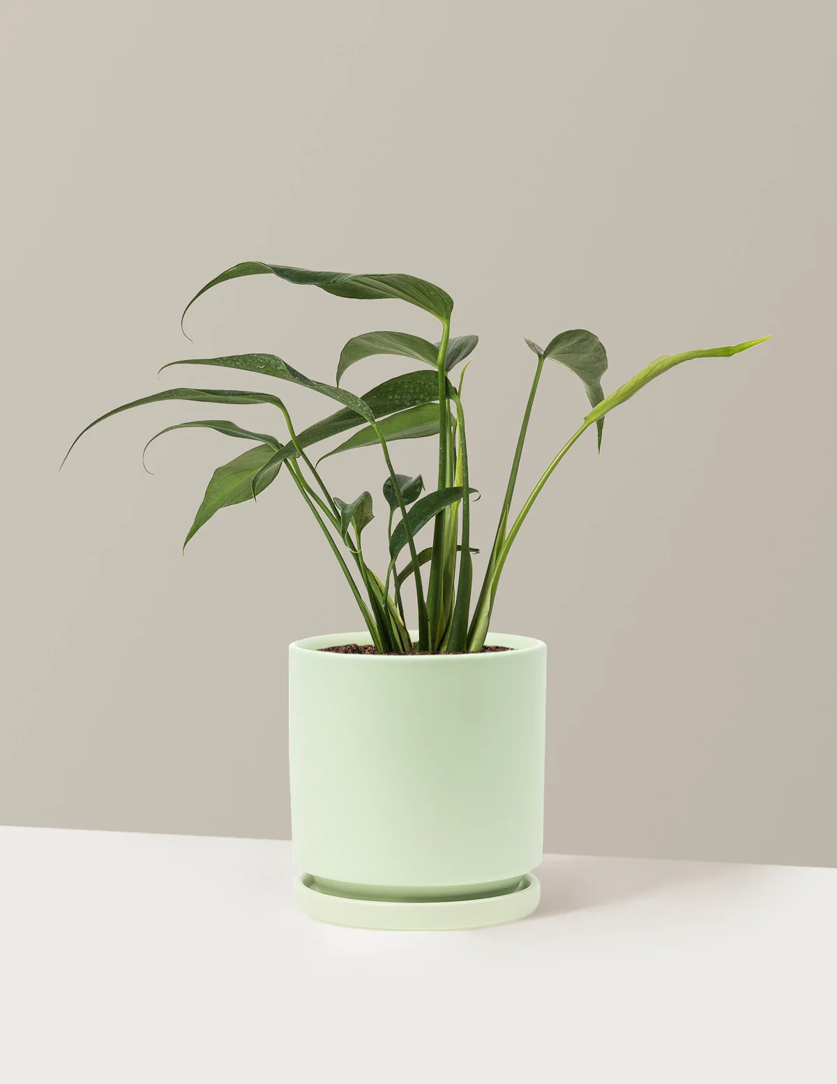 Monstera Burle Marx Flame - Image 25