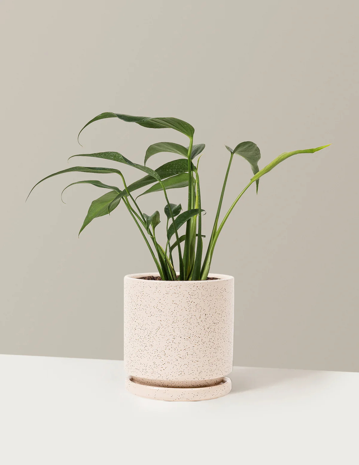 Monstera Burle Marx Flame - Image 26