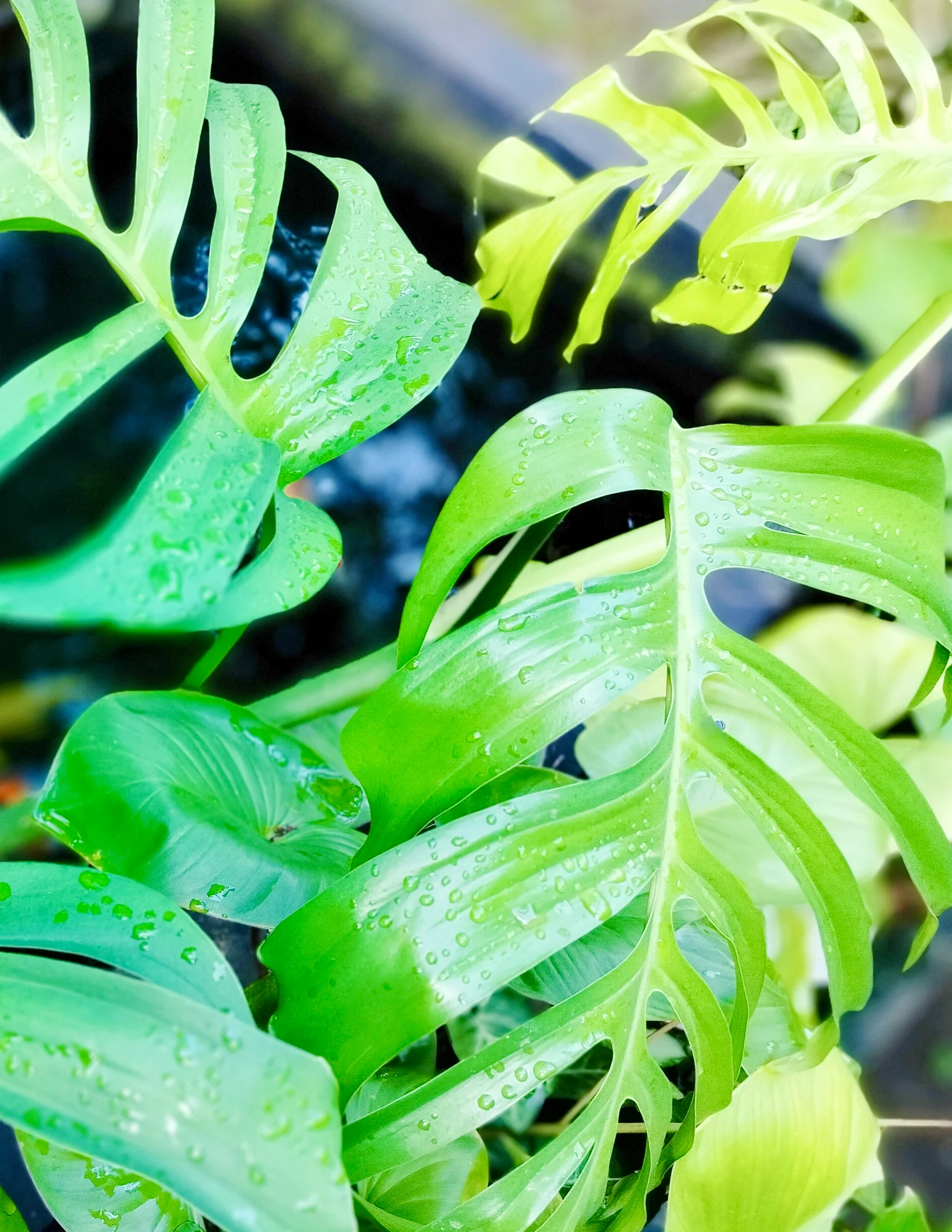 Monstera Burle Marx Flame - Image 27