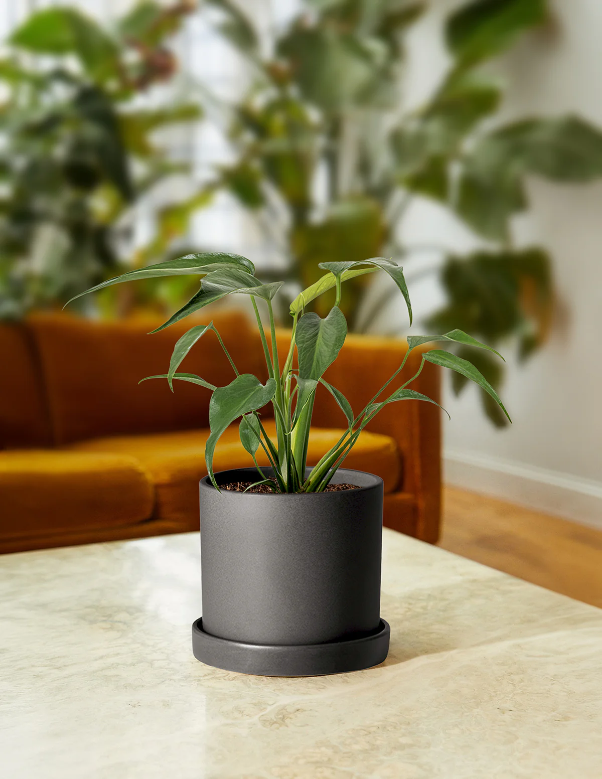 Monstera Burle Marx Flame - Image 3
