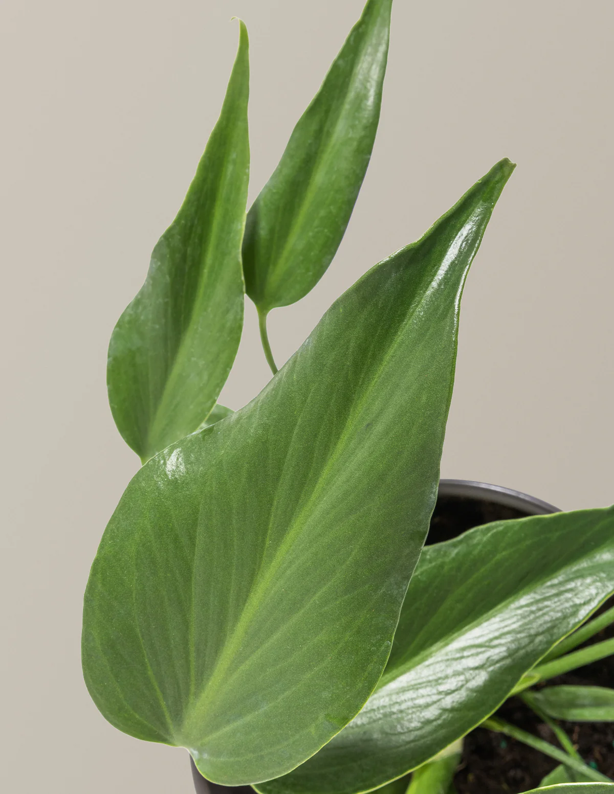 Monstera Burle Marx Flame - Image 5
